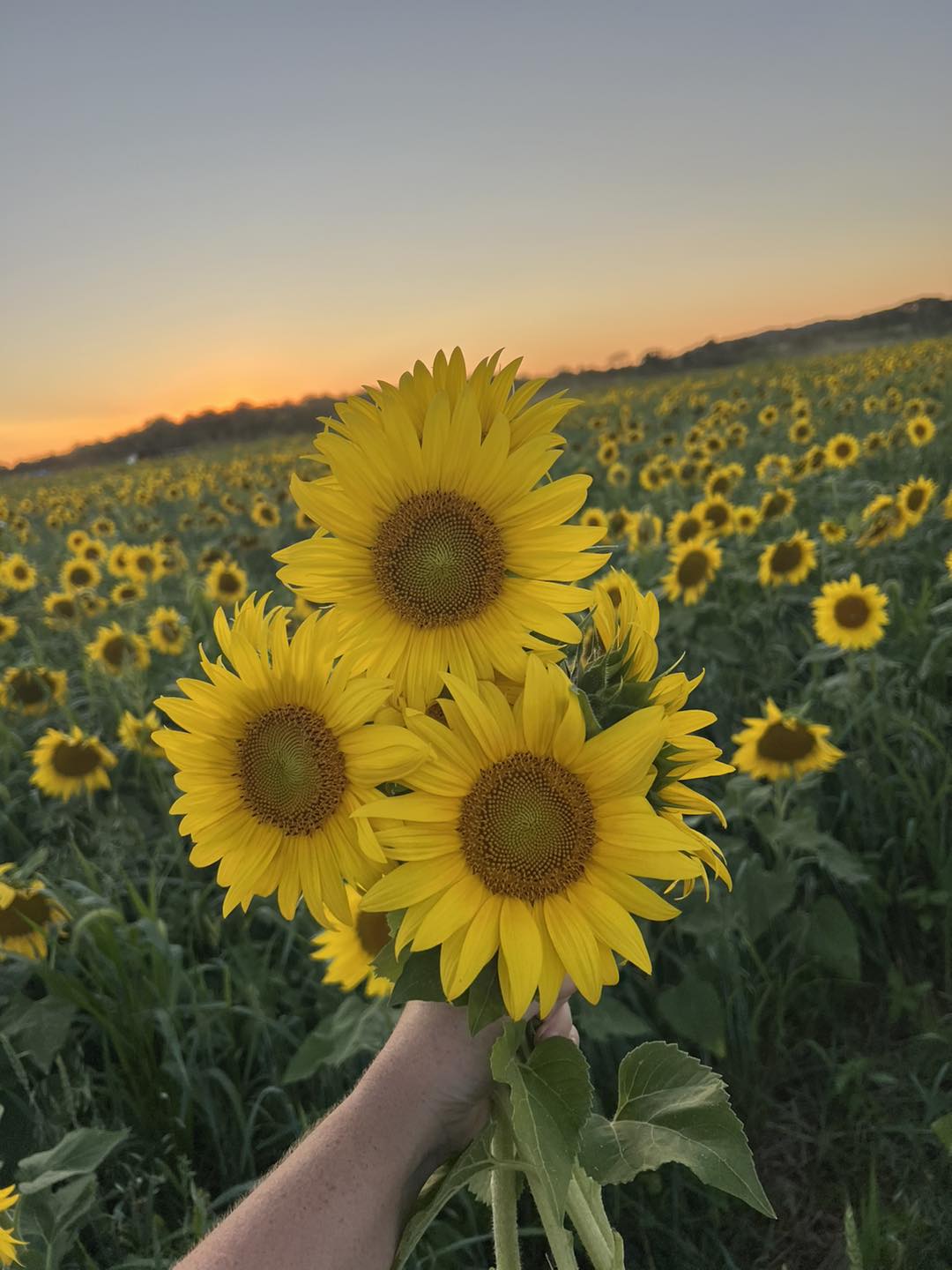Hand holding a bouquet of vibrant sunflowers in a field during sunset, with a background of numerous sunflowers under a colorful sky.