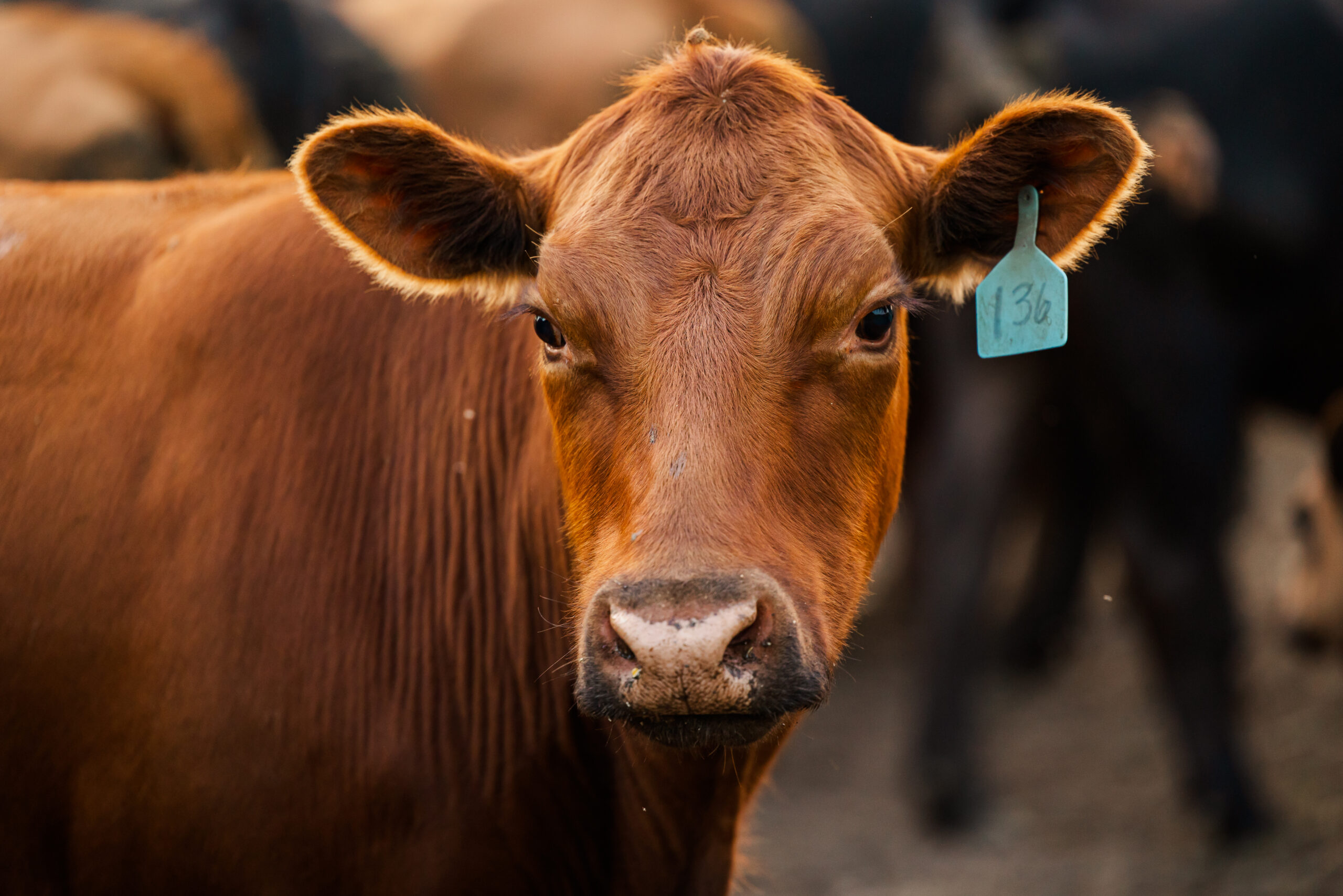 Close-up of a brown cow with a blue identification tag numbered 136, surrounded by blurred silhouettes of other cows in a farm setting. The image captures the cow's curious expression and detailed features, highlighting its role in agriculture and livestock farming.